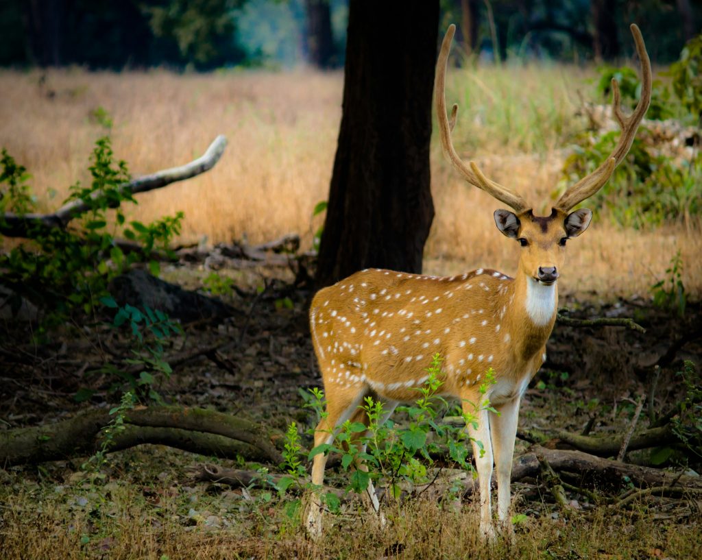 Wild Life of Madhya Pradesh